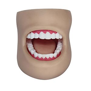  Dental Care Model(With Cheek)